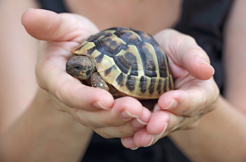 Estudiantes de Medicina Veterinaria invitan a ciclo sobre “especies no convencionales”